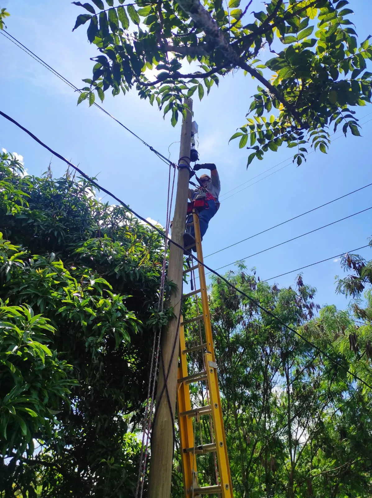Técnico de MiPC Tecnología con arnés de seguridad, subido en una escalera de fibra de vidrio, hace mantenimiento de cableado en la parte alta de un poste de madera rodeado de árboles
